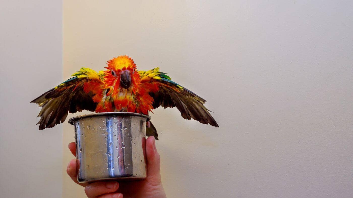 Conure Bathing in a Bowl
