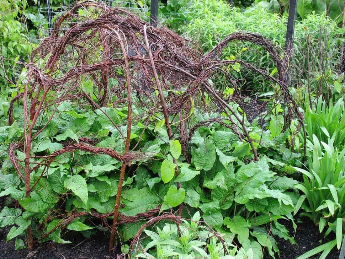 DIY Plant Supports - Longfield Gardens