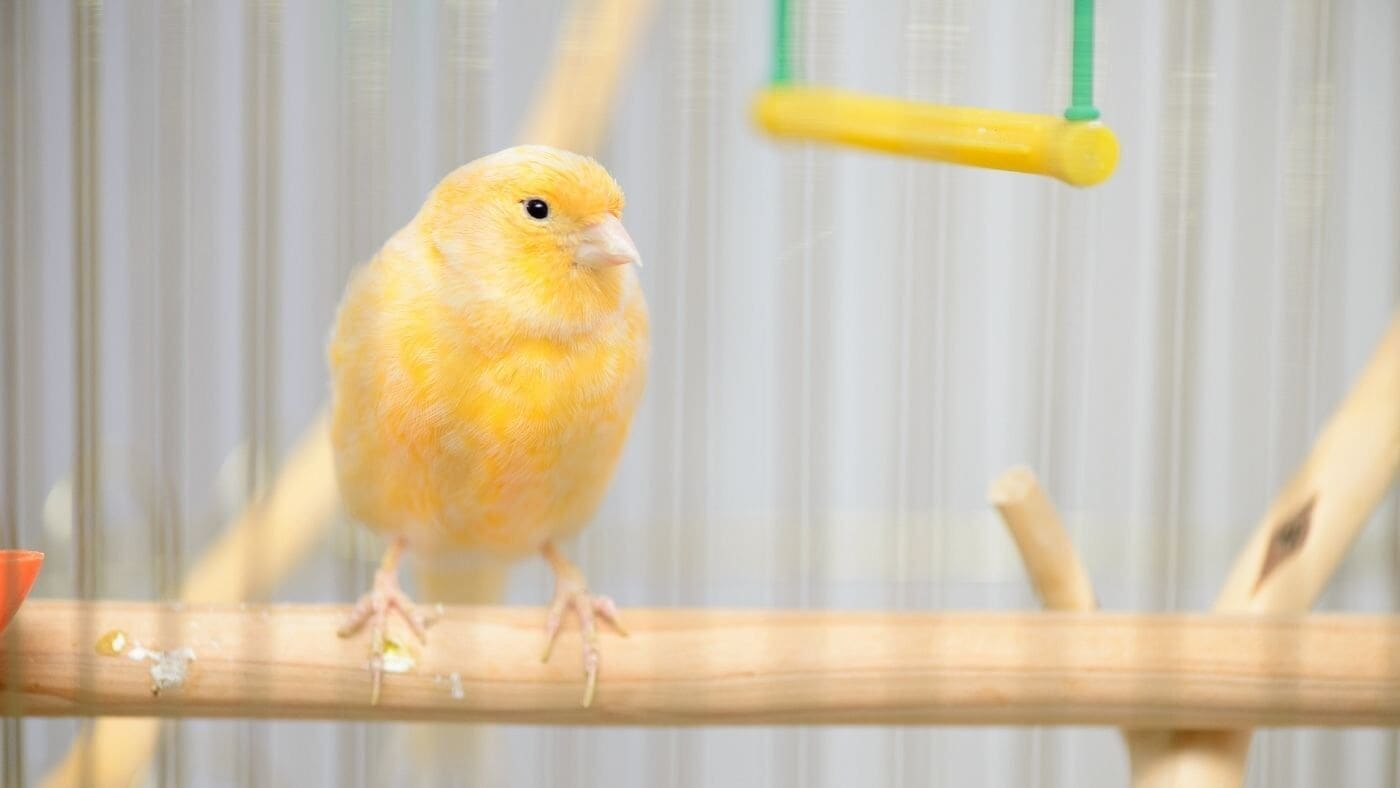 Canaries as Pets