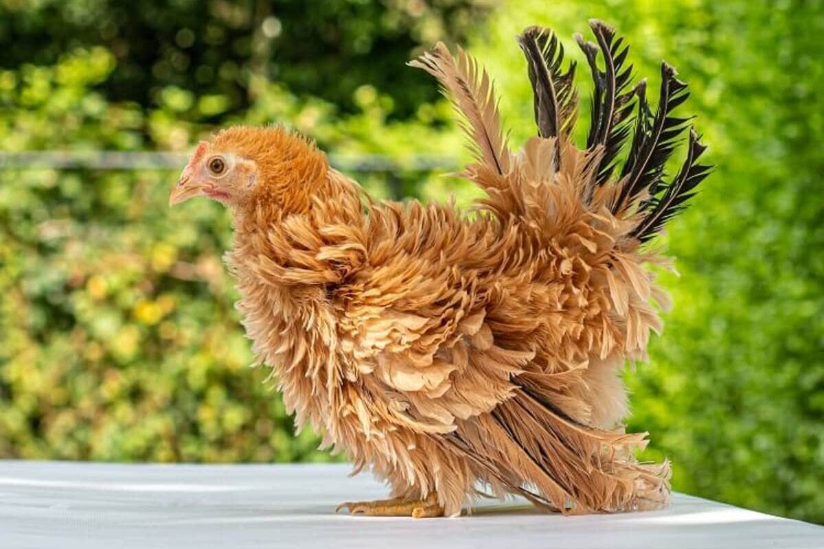 Frizzle Chickens