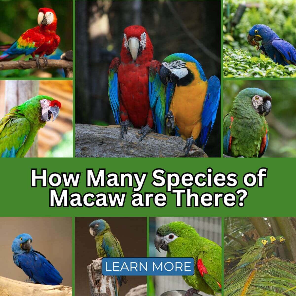 How Many Species of Macaw Are There?
