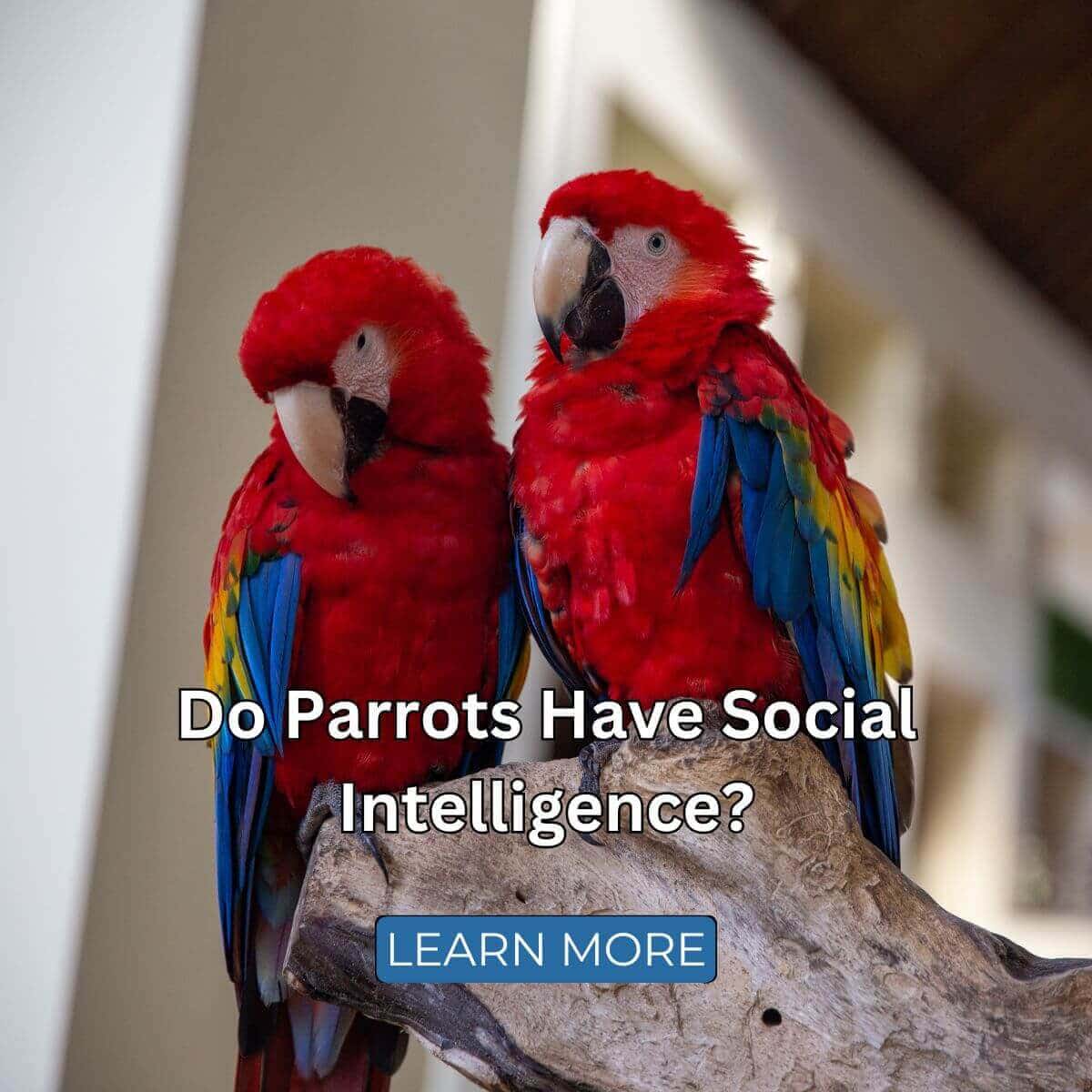 Do Parrots Have Social Intelligence?