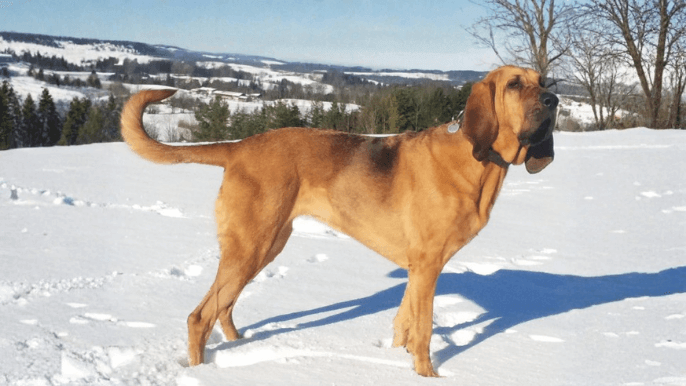 Bloodhound Temperament