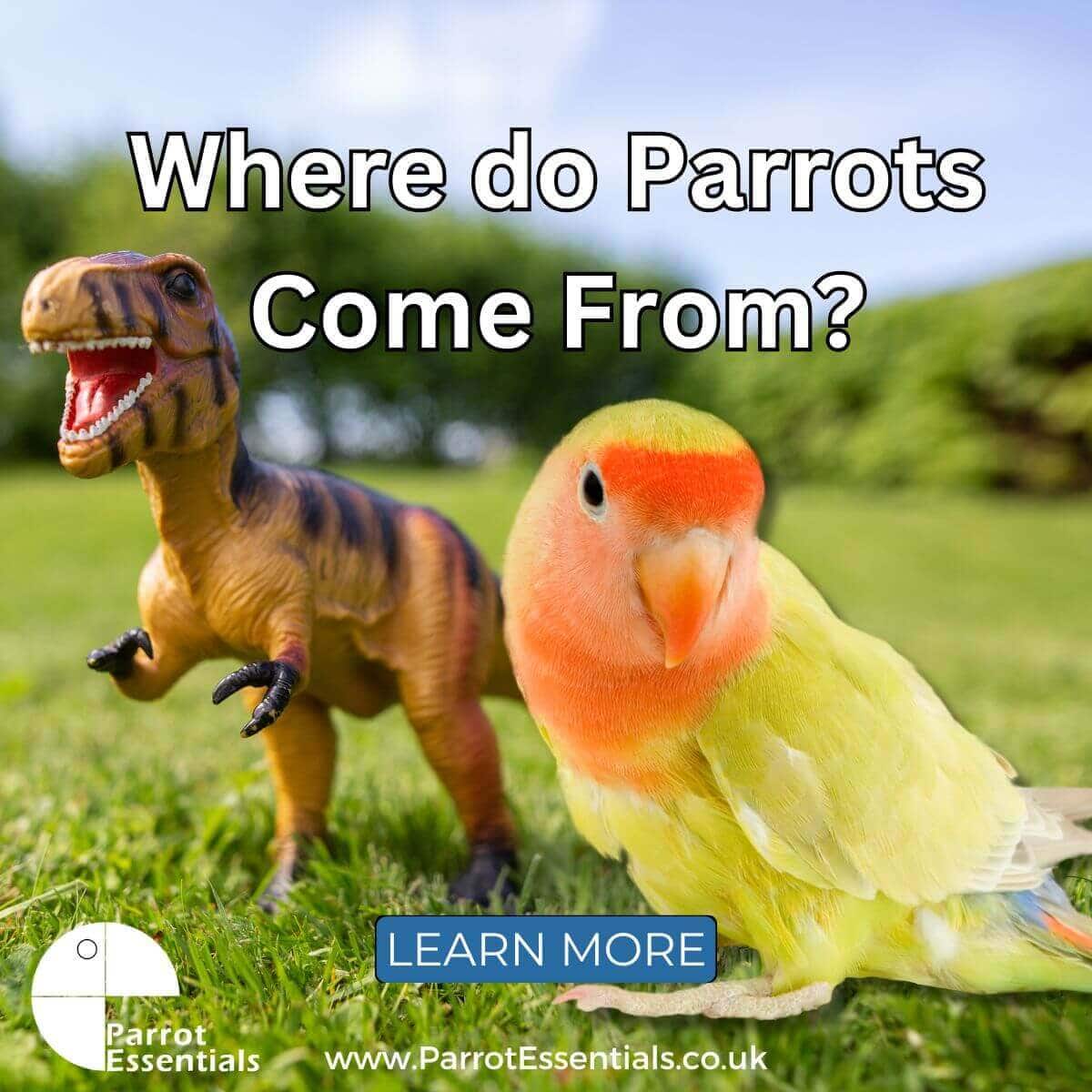 Where Do Parrots Come From?