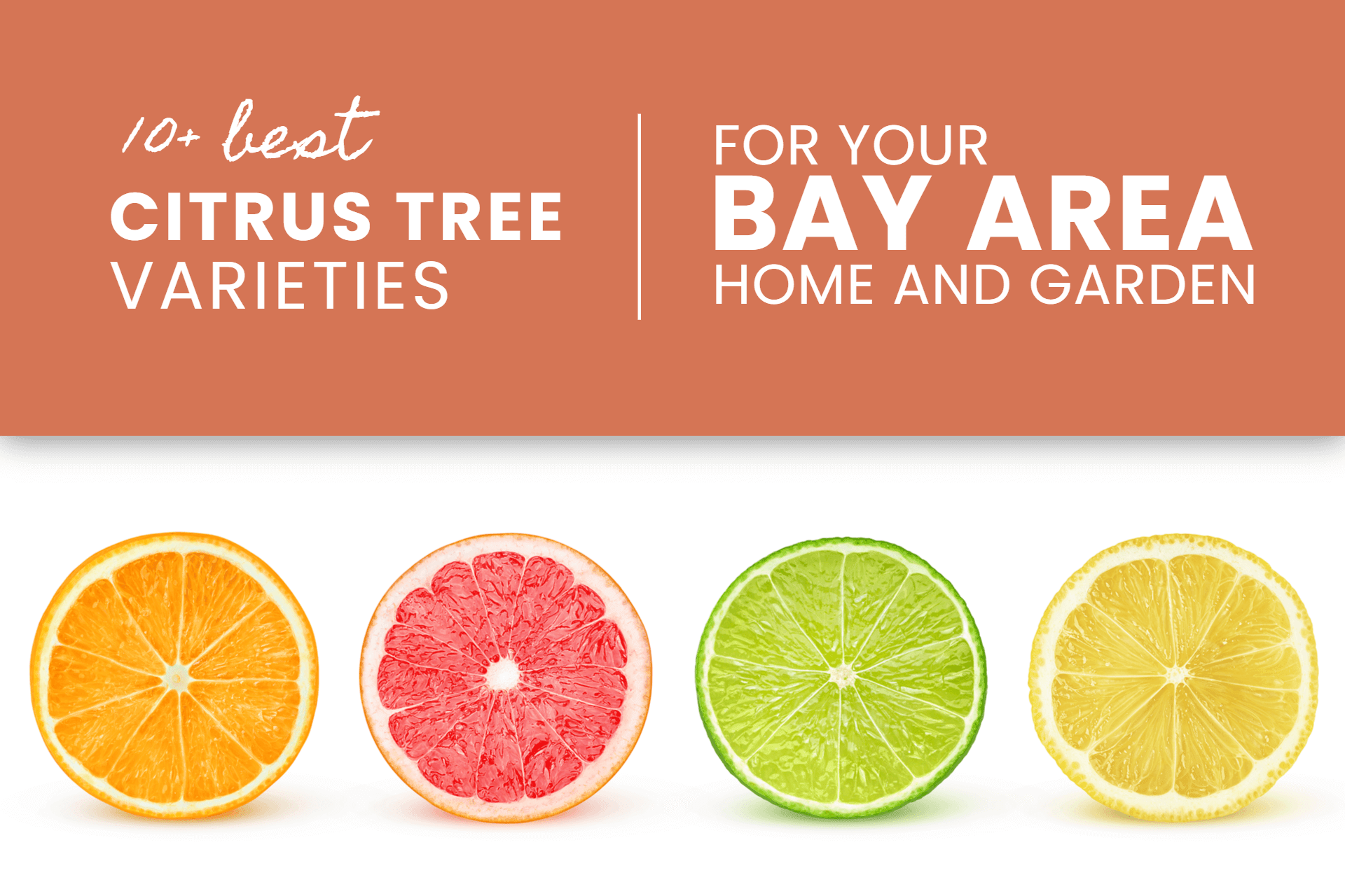 Best Bay Area, California Citrus Varieties