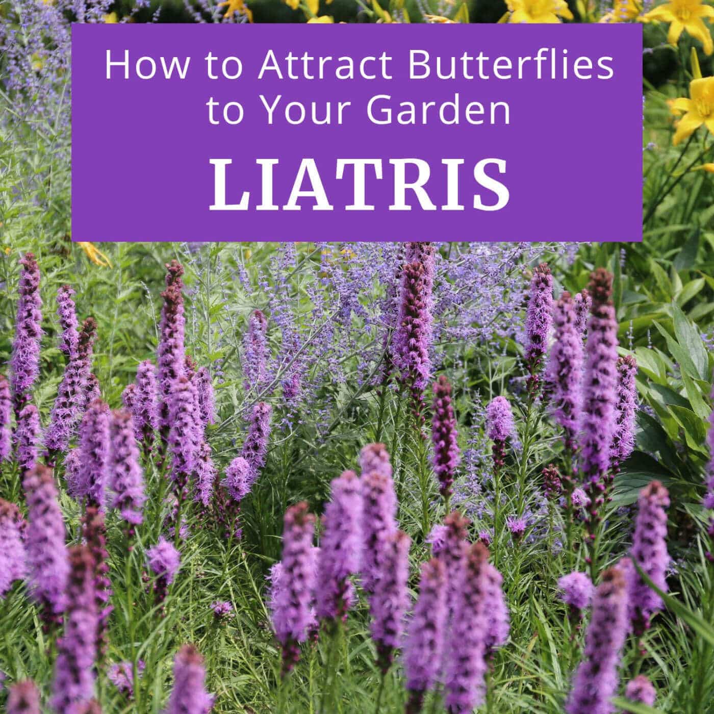 Attract Butterflies to Your Garden with Liatris