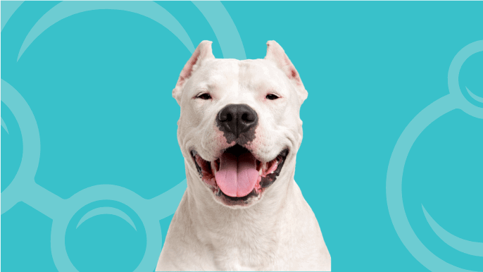 Dogo Argentino Temperament