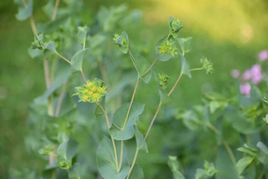 Best fillers for a cut flower garden longfield gardens