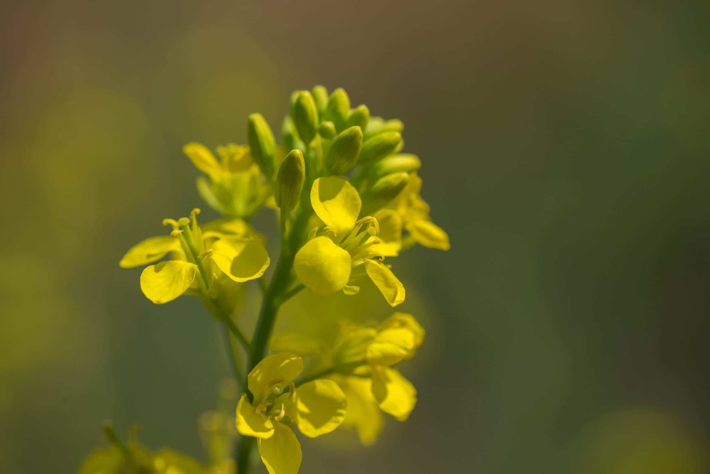 Spicy Roots, Bold Powder: Uncovering the Global Craft Behind Mustard Powder