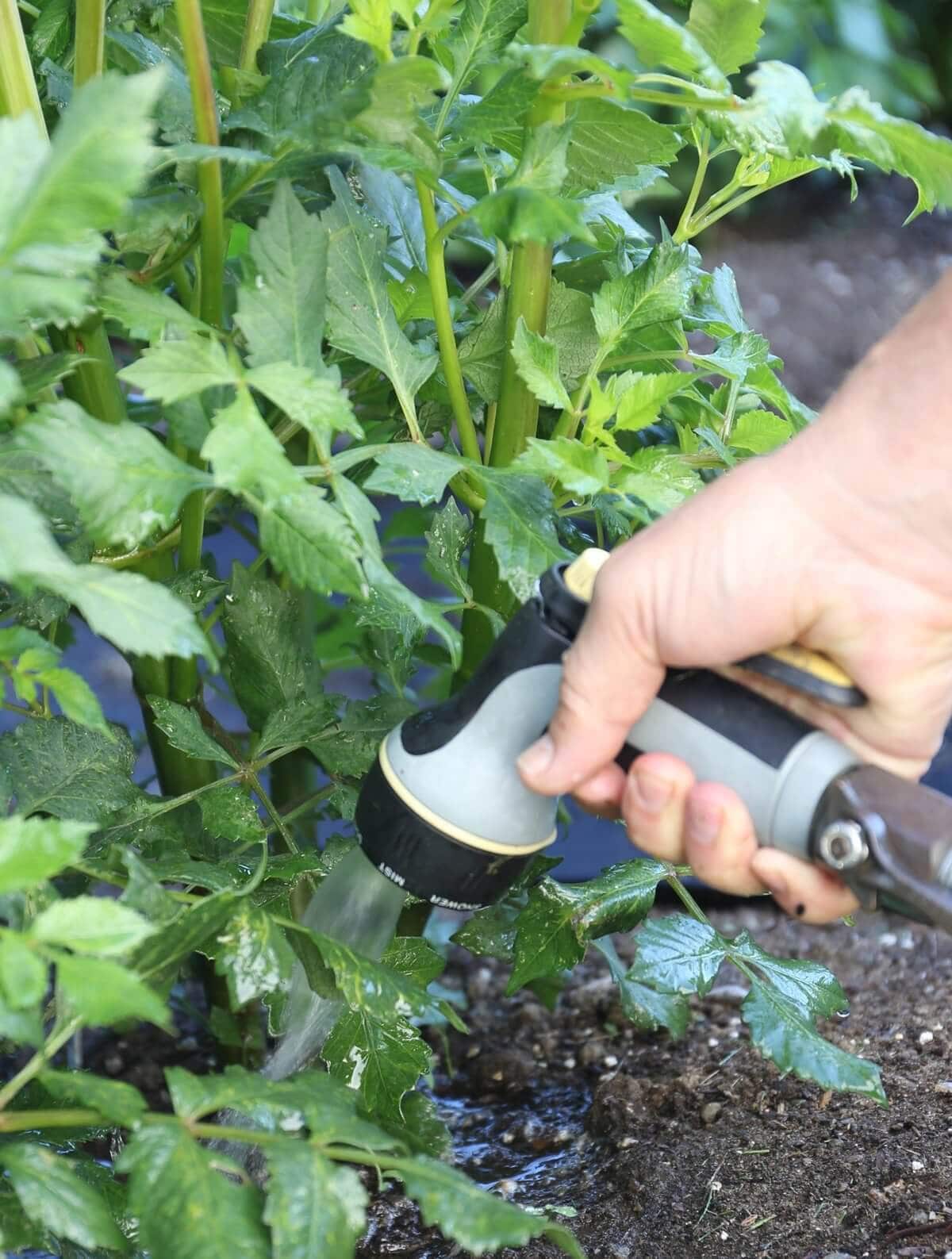 6-Tips-for-Controlling-Weeds-in-Your-Flower-Garden-Longfield-Gardens