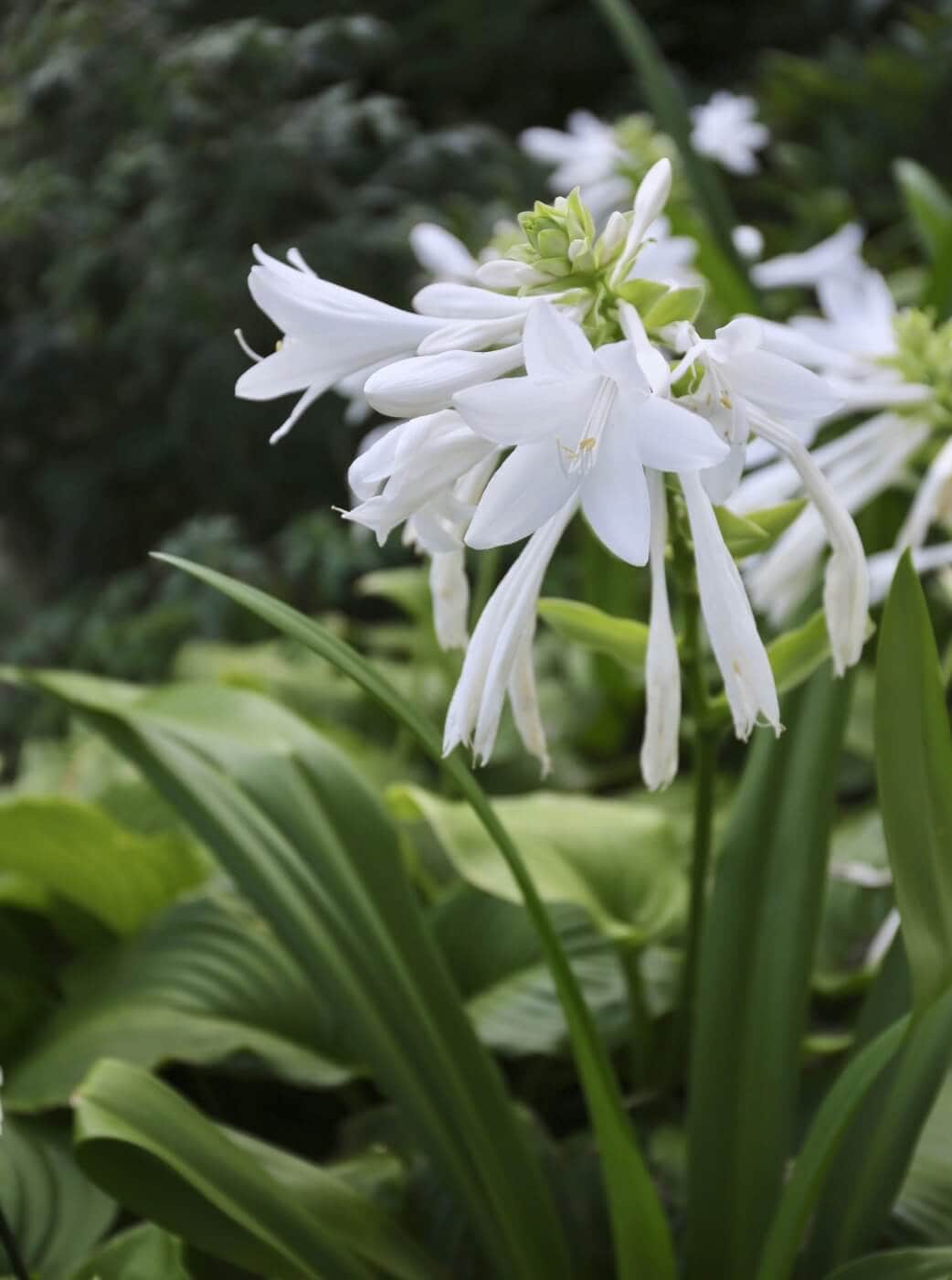 7 Tips for Growing Hostas - Longfield Gardens
