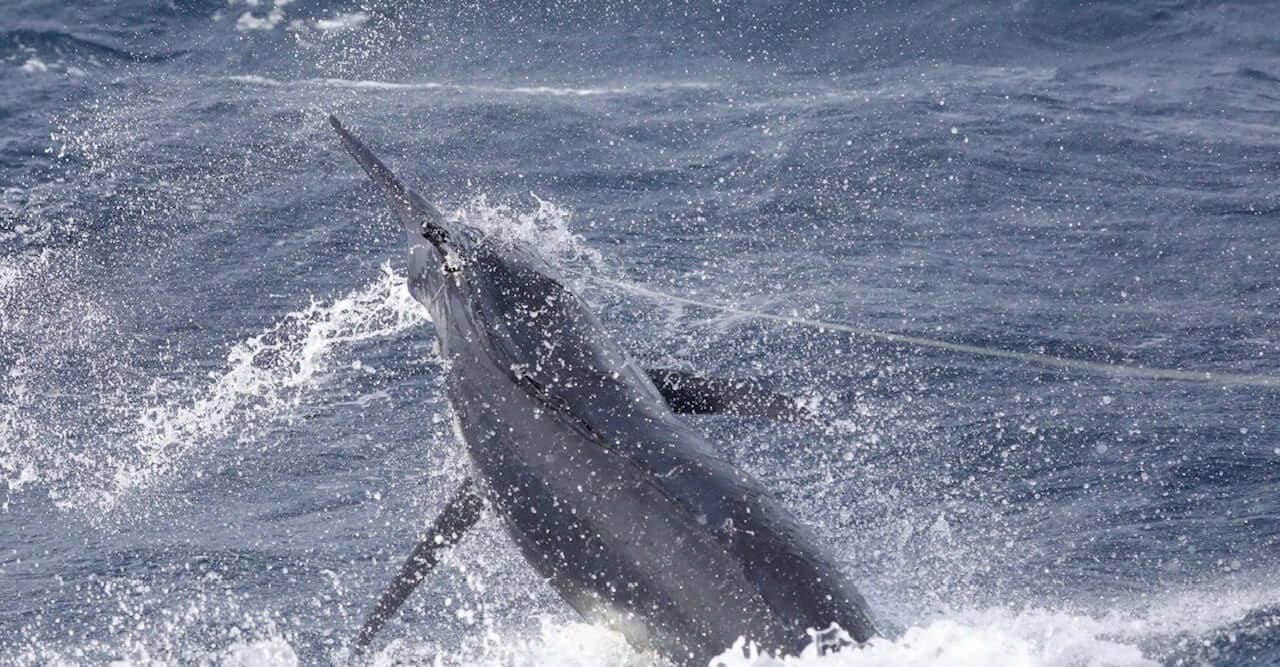 Big Blue Marlin on the line at the Cape Verde Blue Marlin Expedition