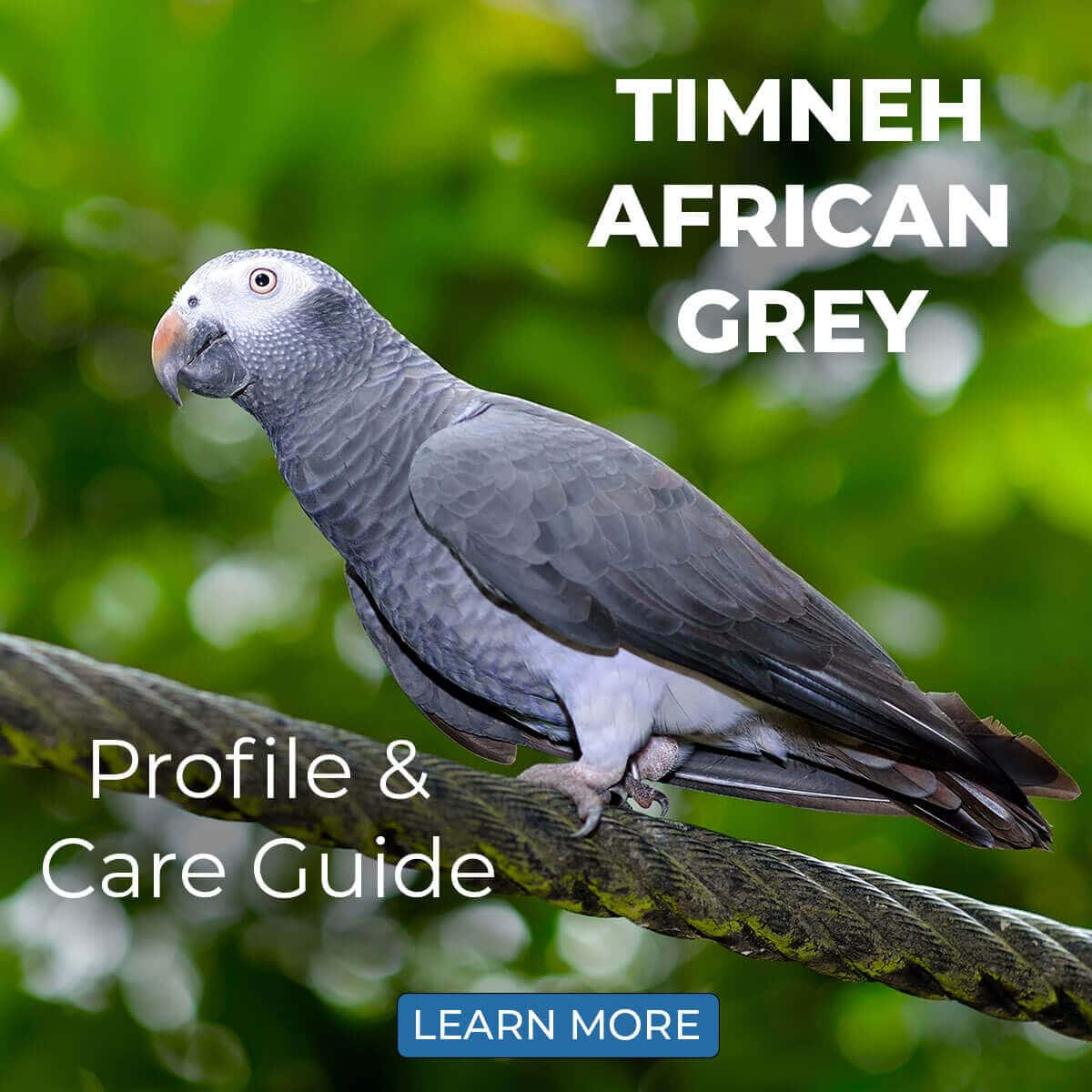 Timneh African Grey – Profile & Care Guide