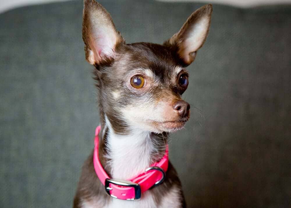 Reasons Waterproof Collars are Great for Small Dogs