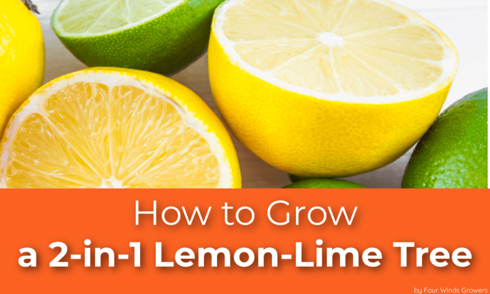 How to Grow a 2-in-1 Lemon-Lime Tree