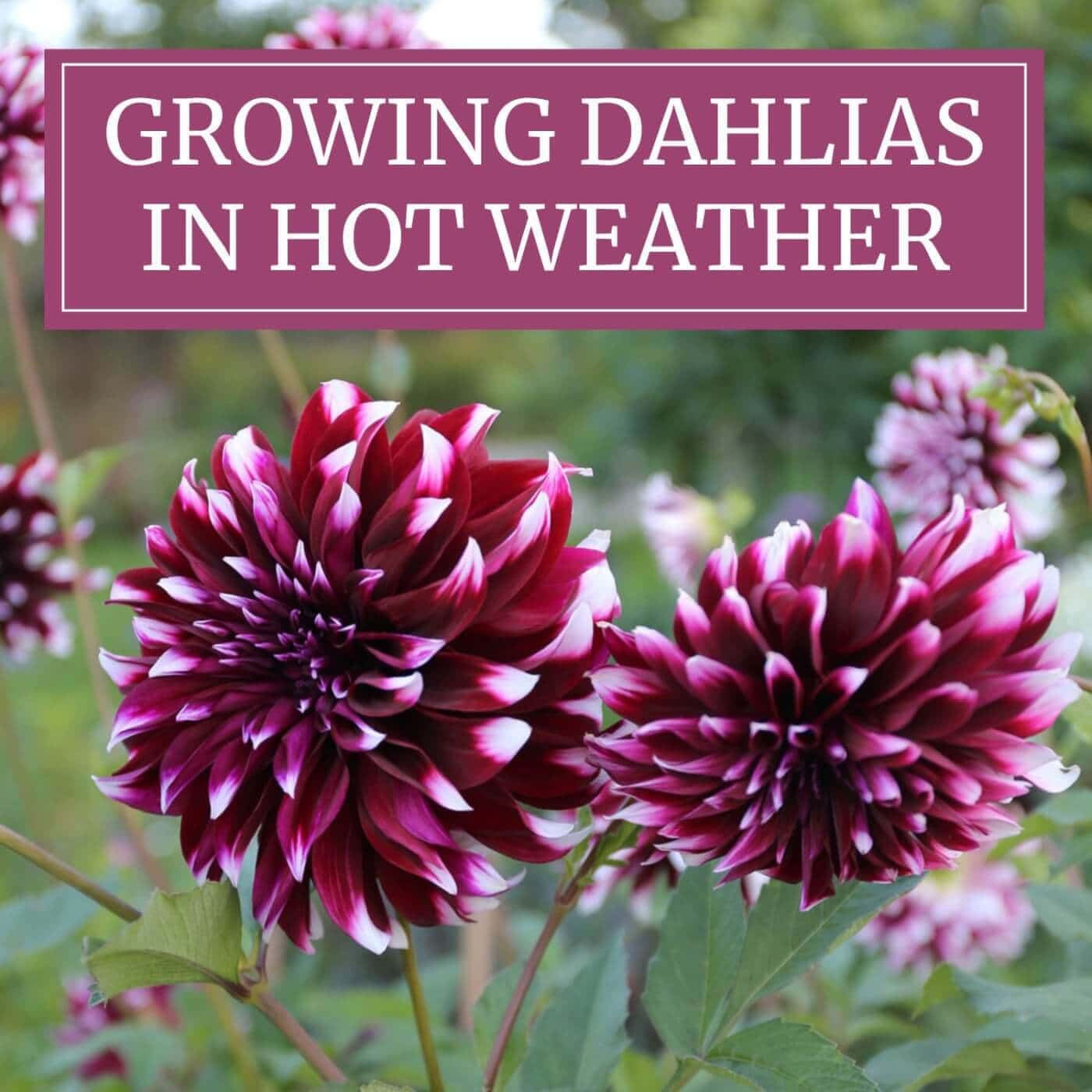 Dahlias_in_Hot_Weather.jpg?v=1765891252