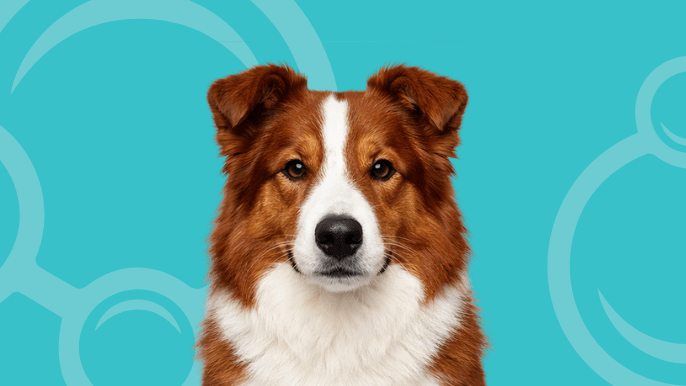 Border Collie Temperament