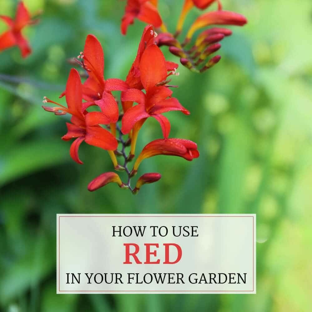 How to Use Red in Your Flower Garden