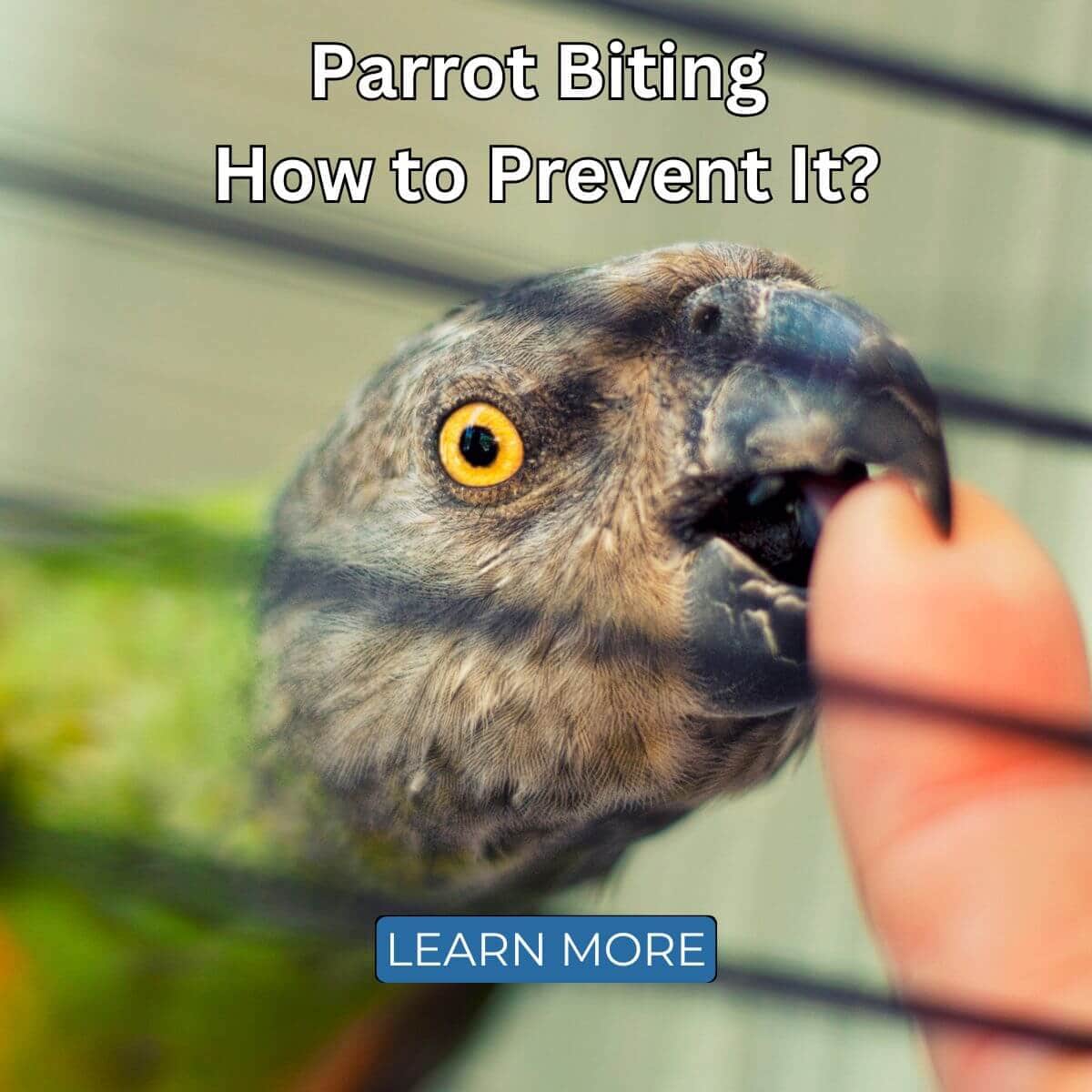 Parrot Biting - How to Prevent It?