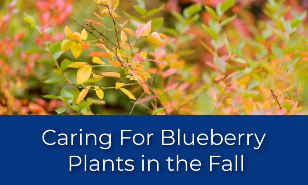 Caring For Blueberry Plants in the Fall