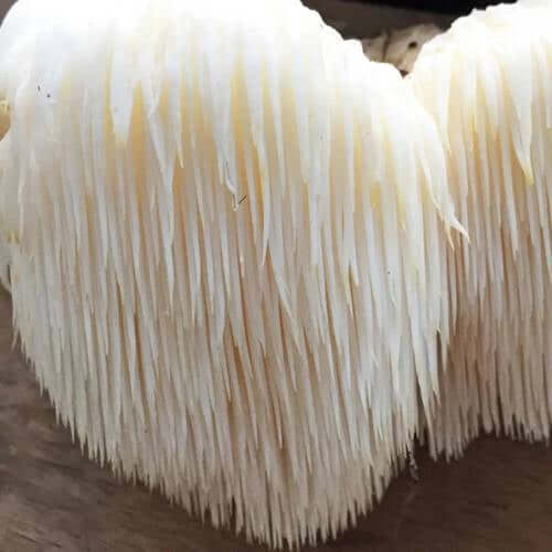 Lions Mushrooms