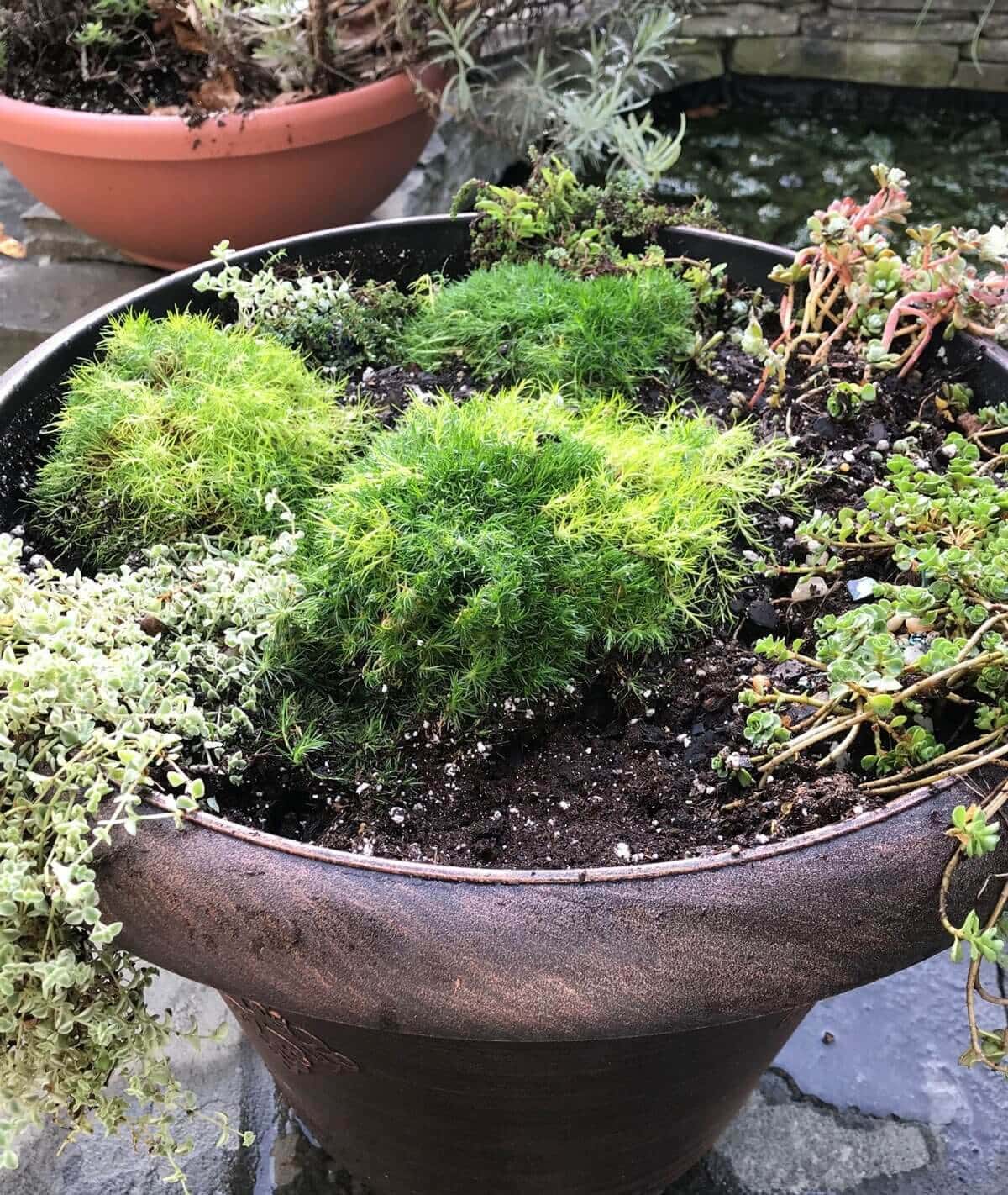 Tips for Growing Spring Bulbs in Containers - Longfield Gardens