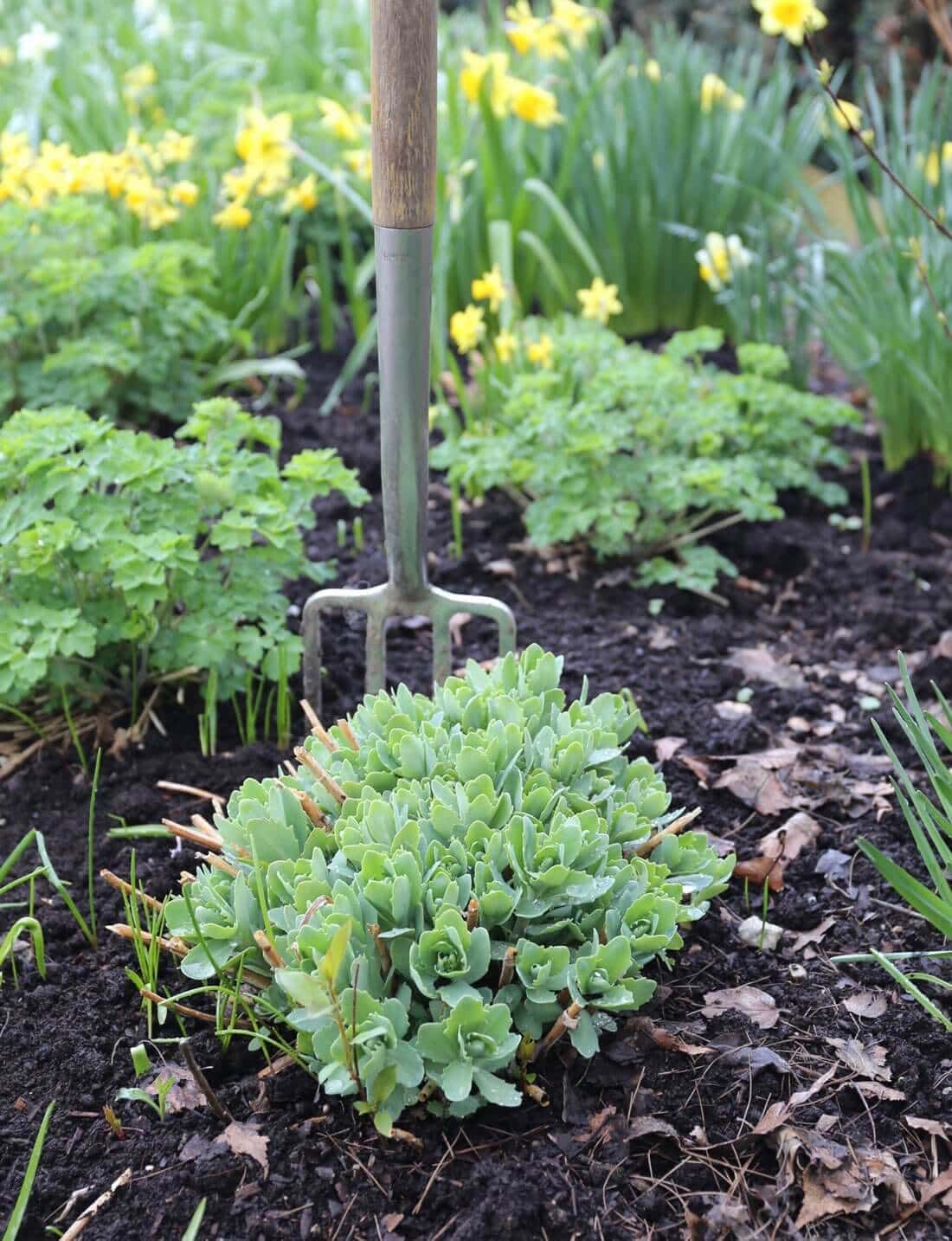 What to Know About Dividing Perennials - Longfield Gardens