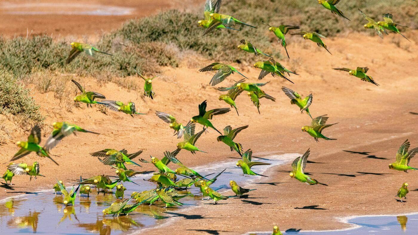 Wild Flock of Australian Budgies