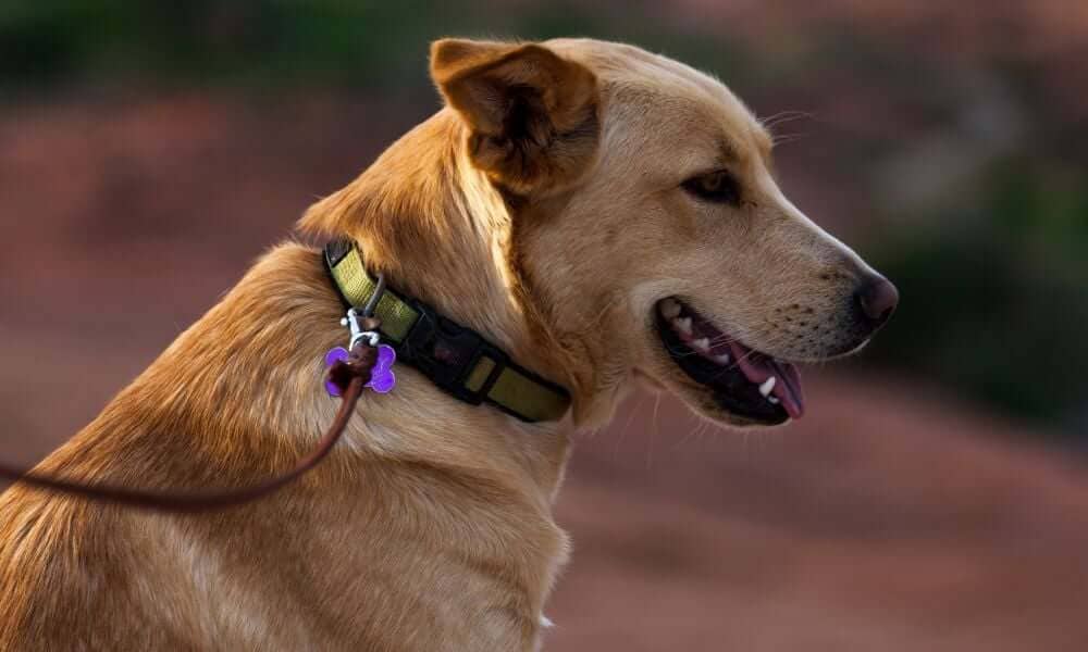 Dog with Dog Tags Attached to Collar