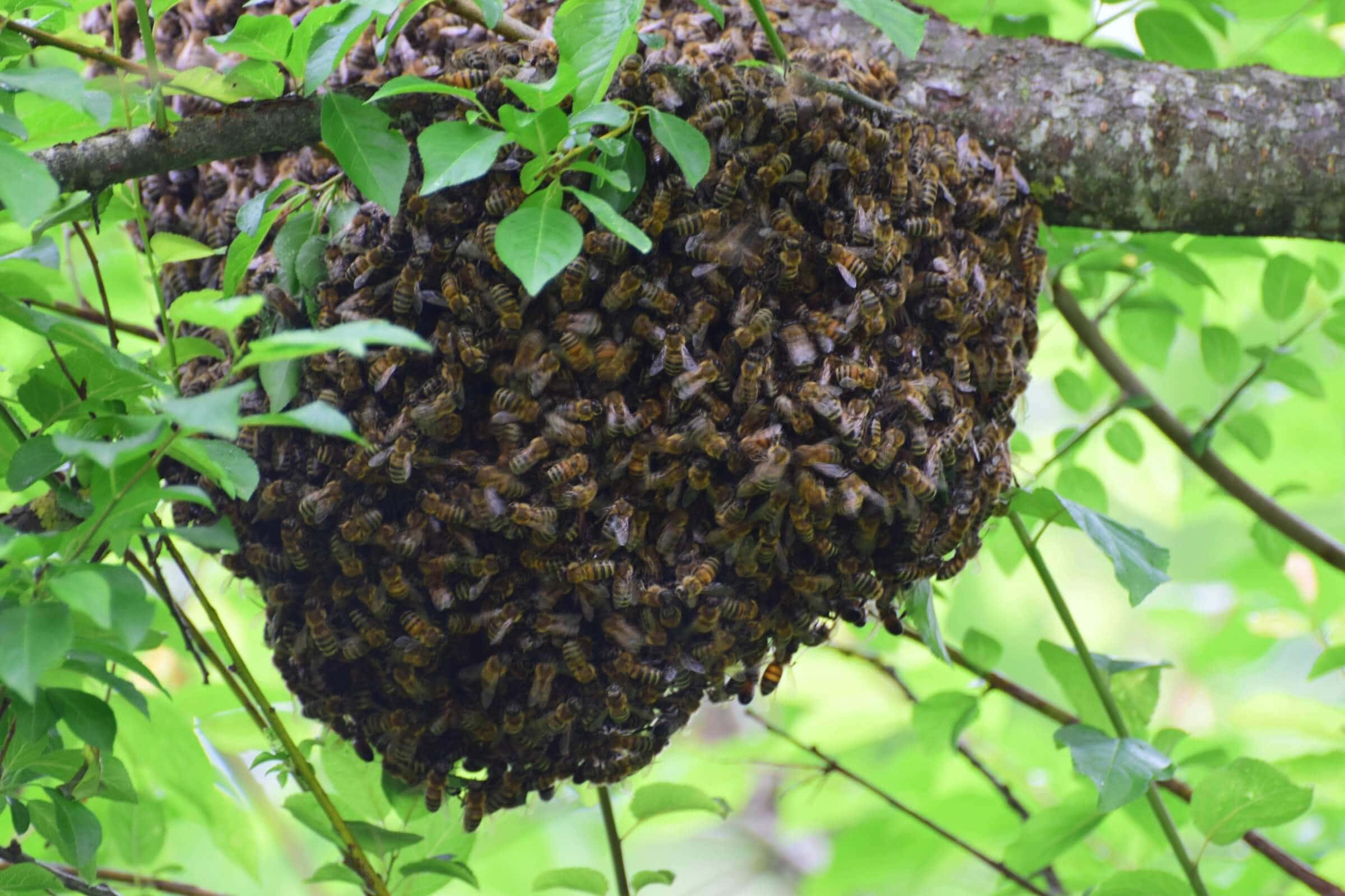 Guide to Honey Bee Removal: Safety, Benefits, and Effective Strategies