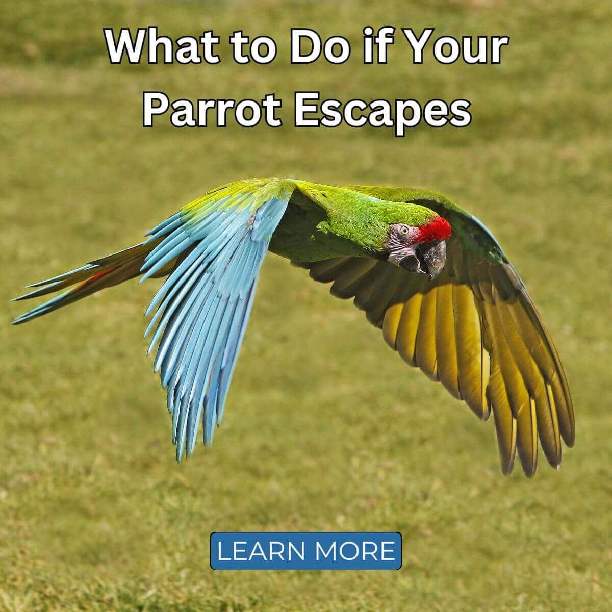 What to Do if Your Parrot Escapes