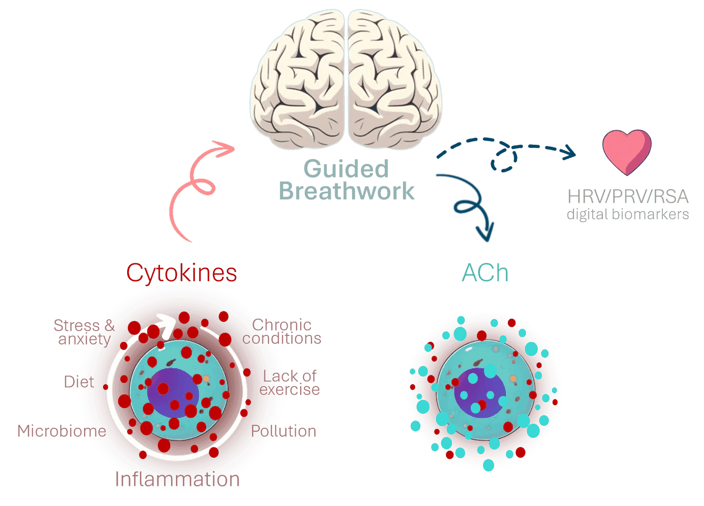 seesaw-acetylcholine-ach-breathwork-inflammation.png