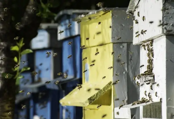 Getting Ready For your New Honey Bees