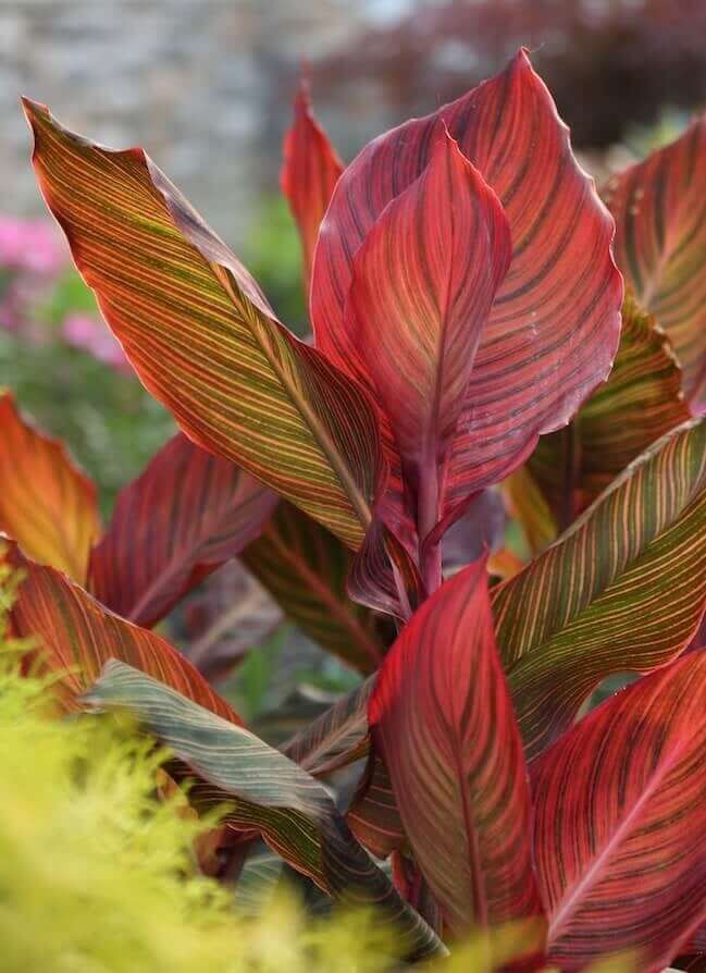 Wow Plants for Your Summer Garden: Tropicanna Canna Lilies