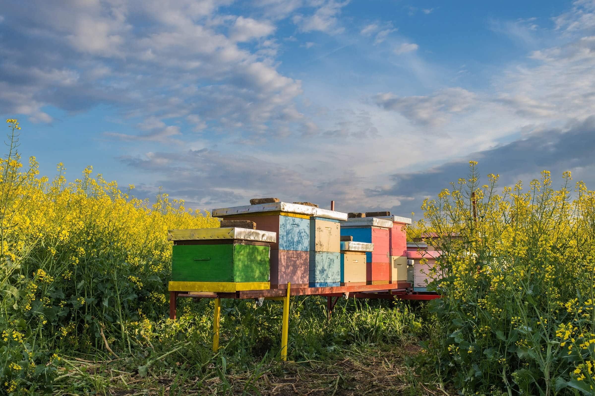 Bee Hive Management