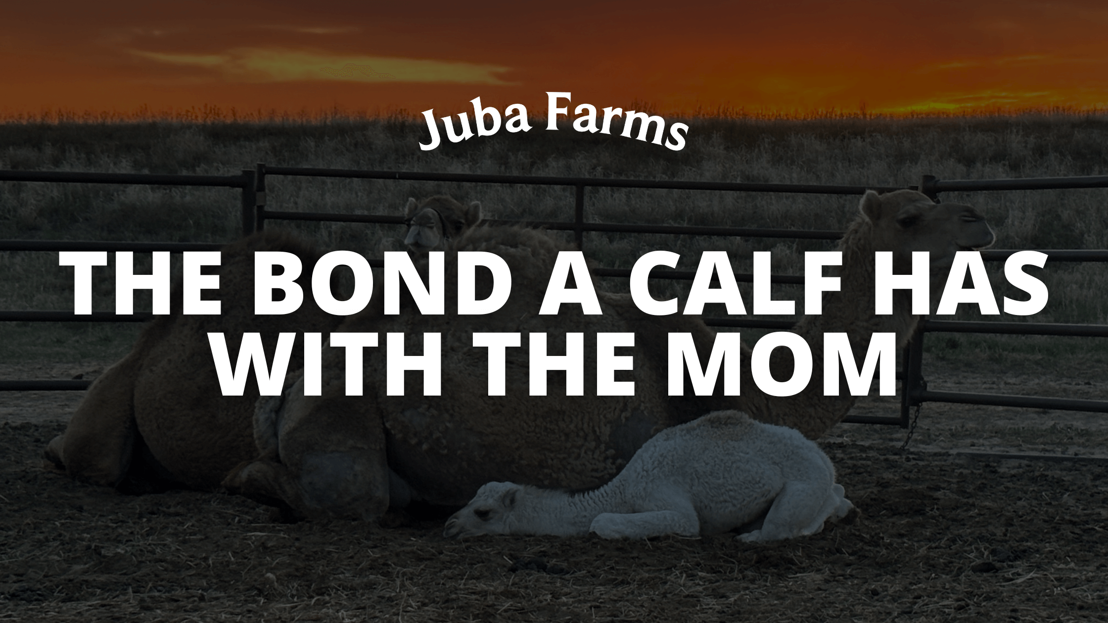Camel calves and mom bond