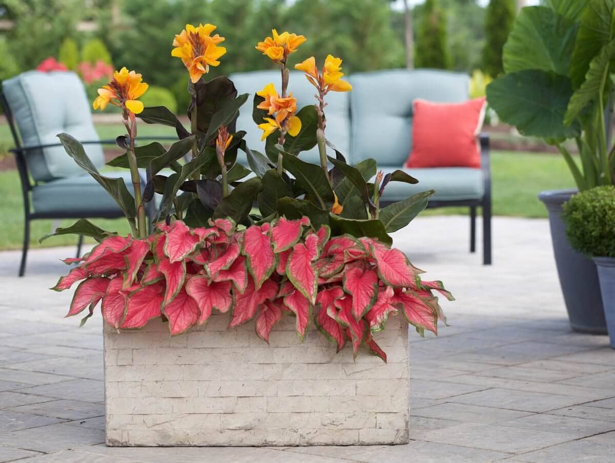Sun Tolerant Caladiums - Longfield Gardens
