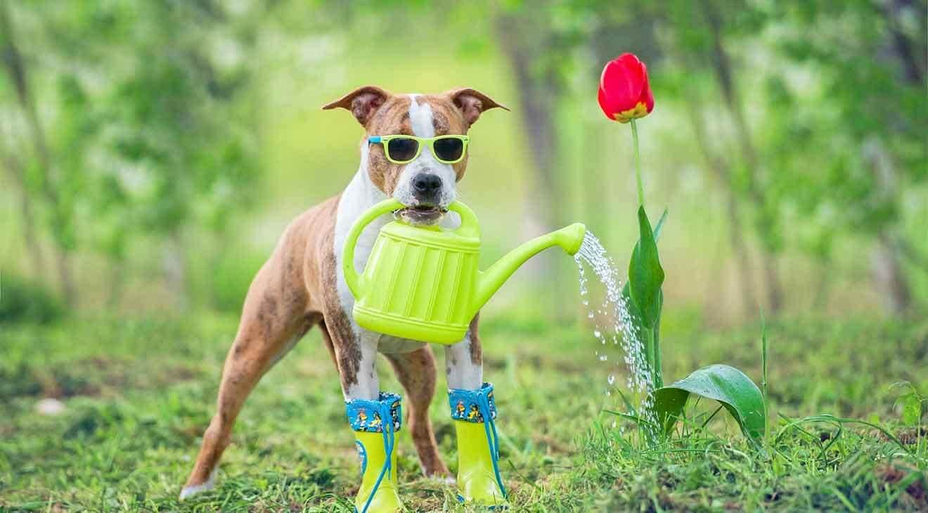 Creating the Perfect Garden for You and Your Dog