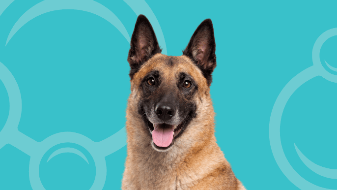 Belgian Malinois Temperament