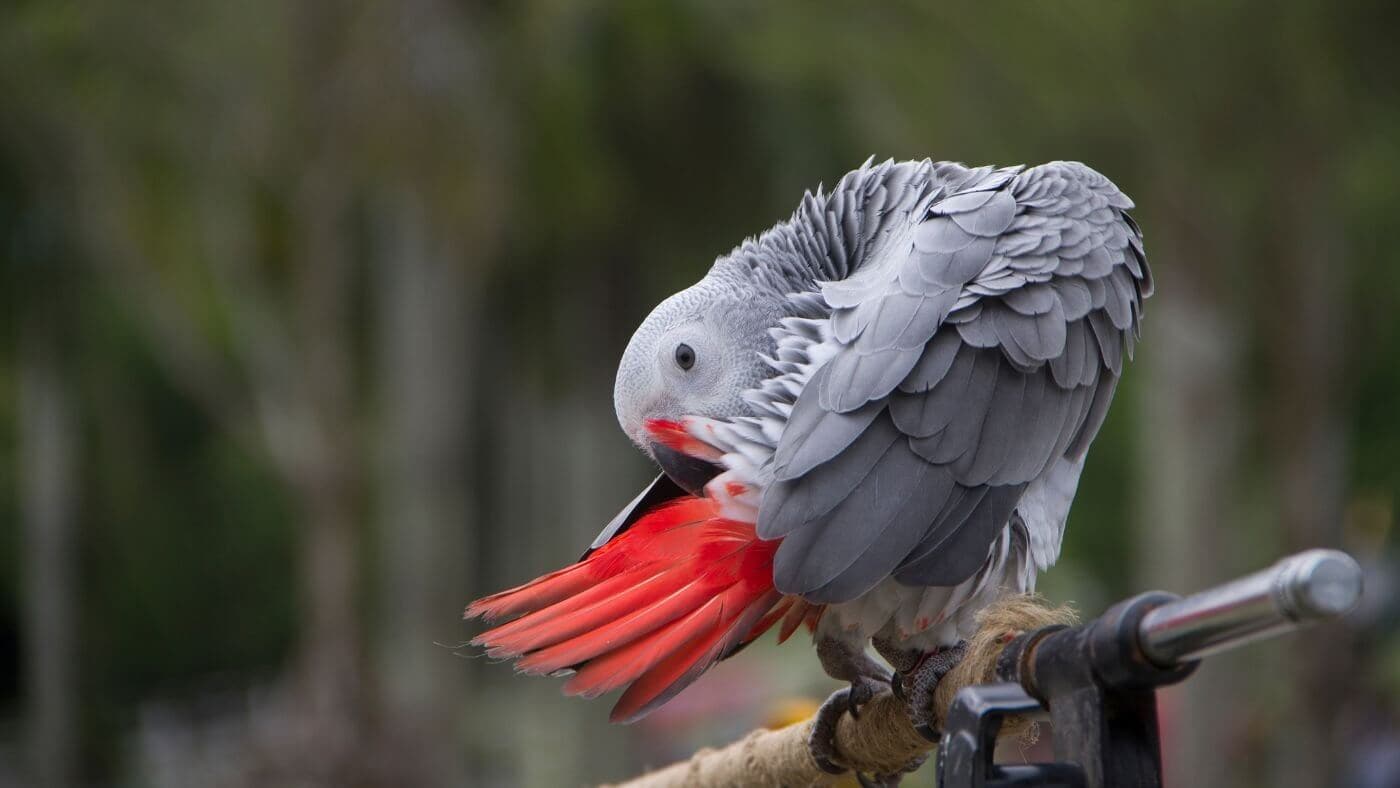 African Greys as Pets