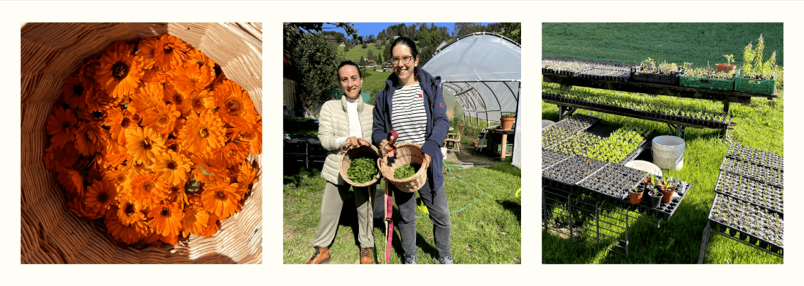 swiss herb supplier for LOONAWELL 