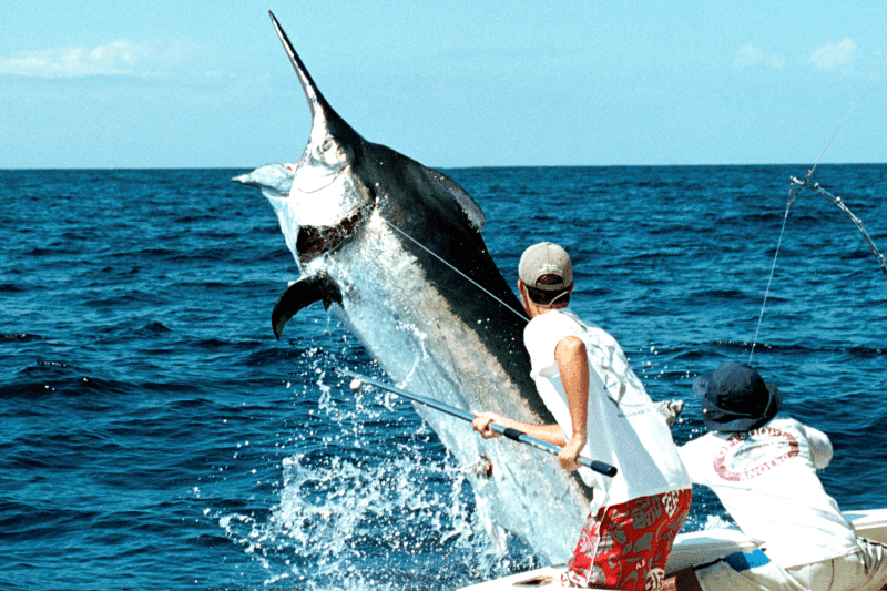 Black Marlin jumping out of the water while being caught and tagged by the Guy Harvey Crew