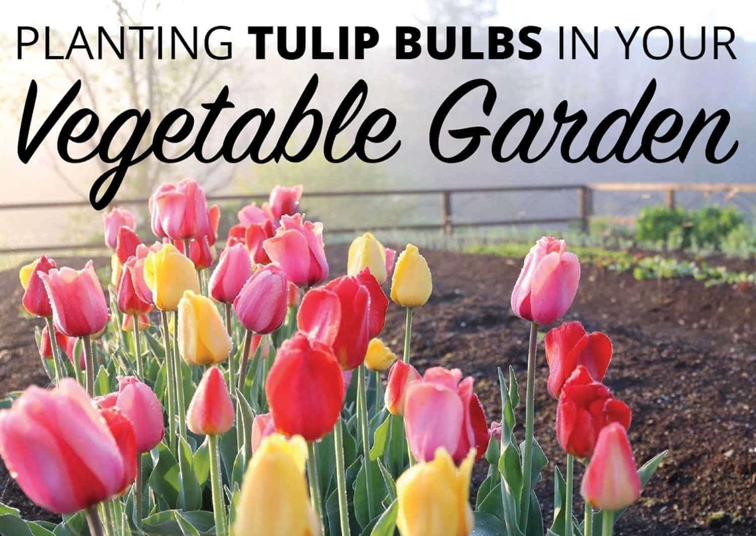 Planting Tulip Bulbs in Your Vegetable Garden