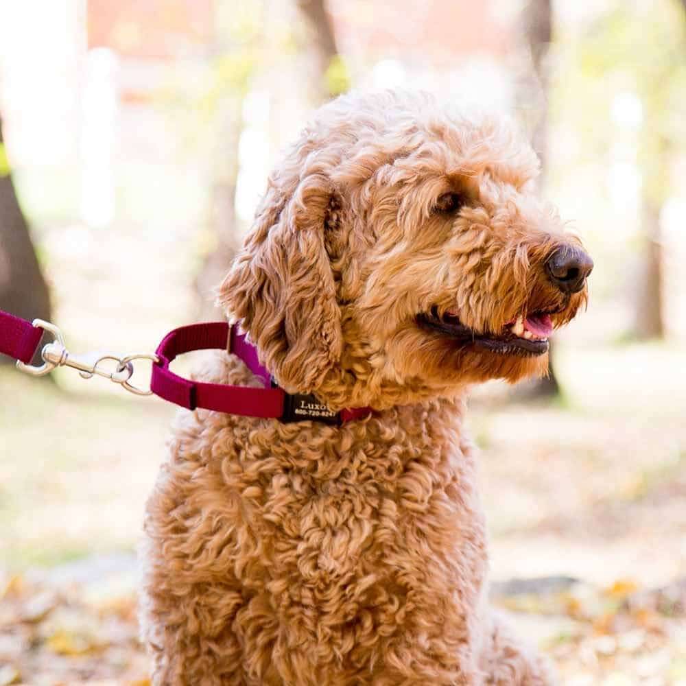 Nylon Martingale Collar with Personalized Buckle on Goldendoodle in Park Setting