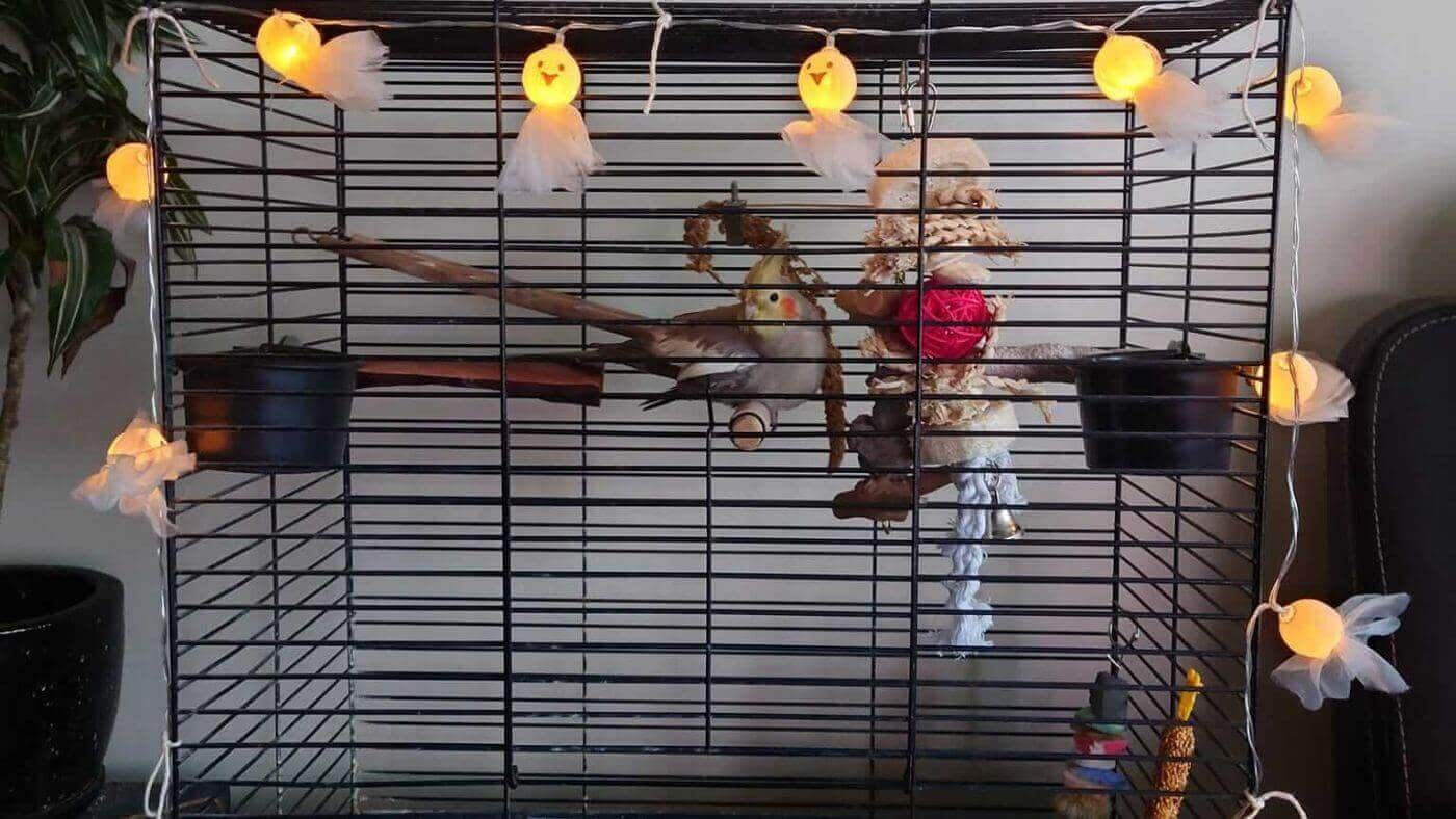 Parrot Halloween Safety Cage