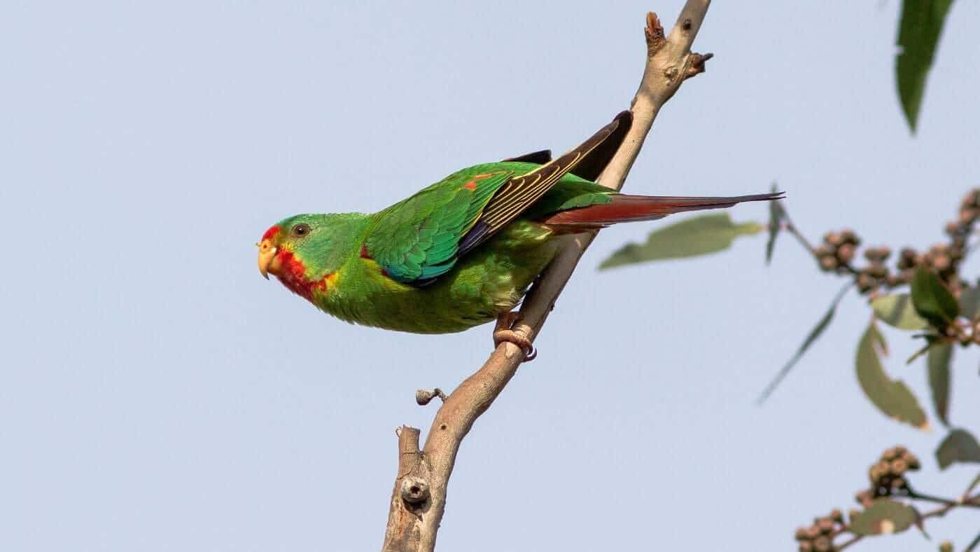 The Swift Parrot (Lathamus discolor)
