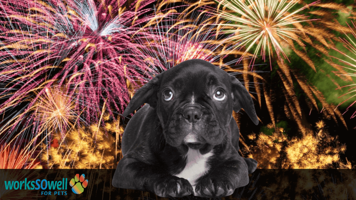 Fireworks and Your Pet: Preparing an Anxious Pet!