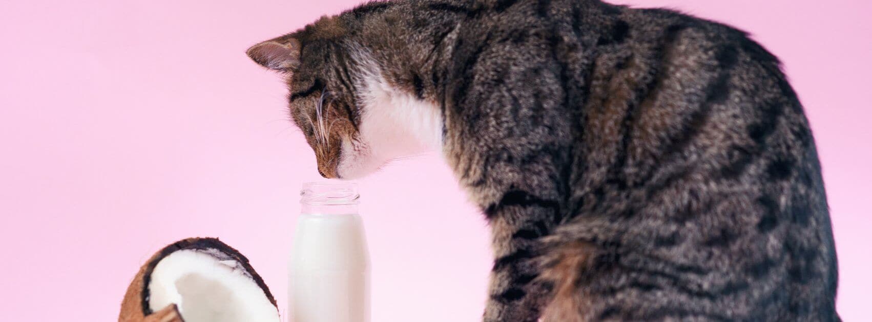 Is Coconut Oil Safe For My Pet?