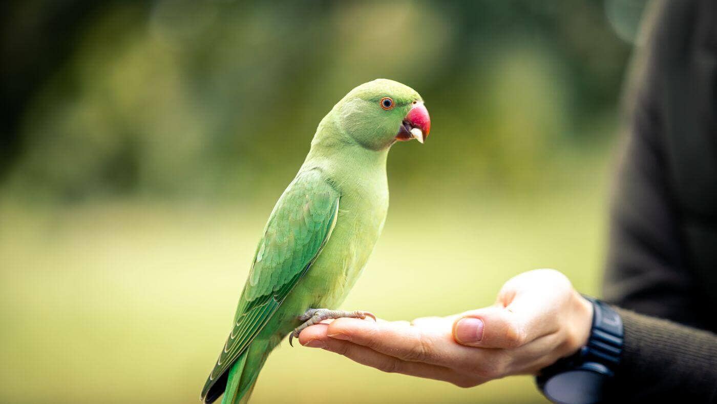 Parakeet Eating Nuts