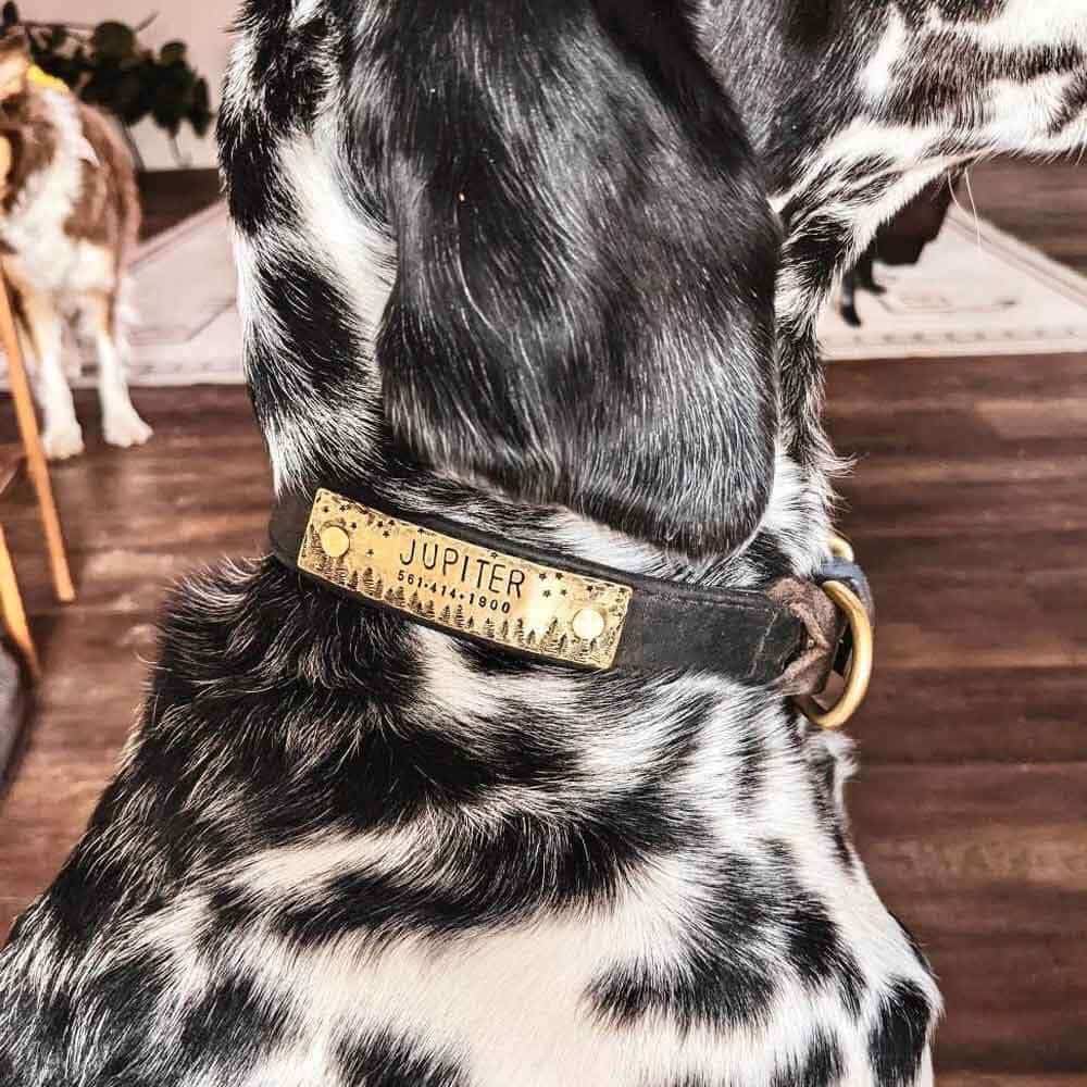 Dog Wearing Artisan Hand Stamped Brass Dog Collar Name Plate on Dog Collar